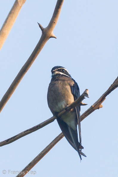 Whiskered_Treeswift-110809-107EOS7D-IMG_1971-W.jpg