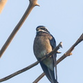 Whiskered_Treeswift-110809-107EOS7D-IMG_1971-W.jpg