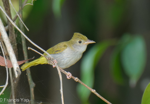 White-bellied Erpornis