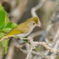 White-bellied_Erpornis-260425-185FRYAP-FYA07258-W.jpg