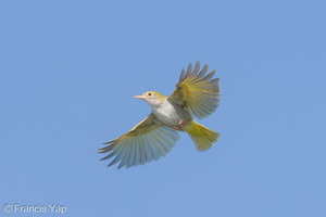 White-bellied Erpornis-260425-185FRYAP-FYA07869-W.jpg