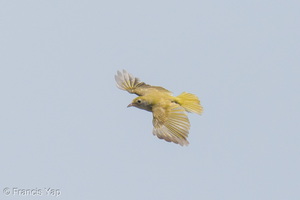 White-bellied Erpornis-260425-186FRYAP-FYA00370-W.jpg