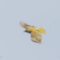 White-bellied_Erpornis-260425-186FRYAP-FYA00370-W.jpg