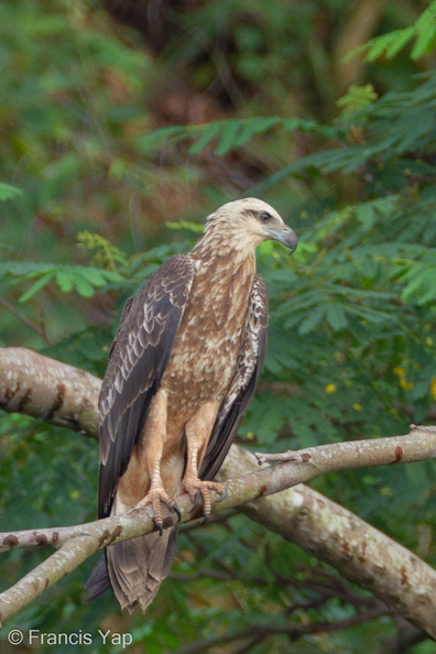 White-bellied_Sea_Eagle-101231-105EOS7D-IMG_3668-W.jpg
