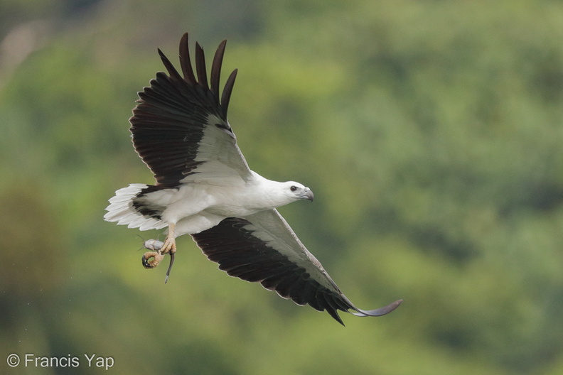 White-bellied_Sea_Eagle-170730-112EOS1D-F1X27274-W.jpg