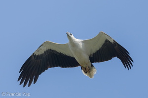 White-bellied Sea Eagle-250512-106FRYAP-FYA09493-W