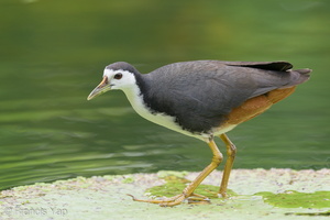 White-breasted Waterhen-200202-111MSDCF-FYP06015-W.jpg