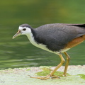 White-breasted_Waterhen-200202-111MSDCF-FYP06015-W.jpg