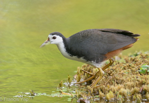 White-breasted Waterhen