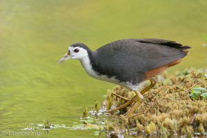 White-breasted Waterhen-200202-111MSDCF-FYP06094-W.jpg