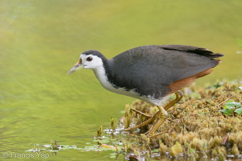 White-breasted_Waterhen-200202-111MSDCF-FYP06094-W.jpg