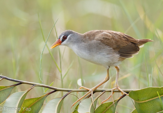 White-browed Crake