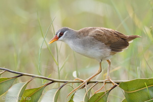 White-browed Crake-110605-103EOS1D-FYAP3636-W.jpg