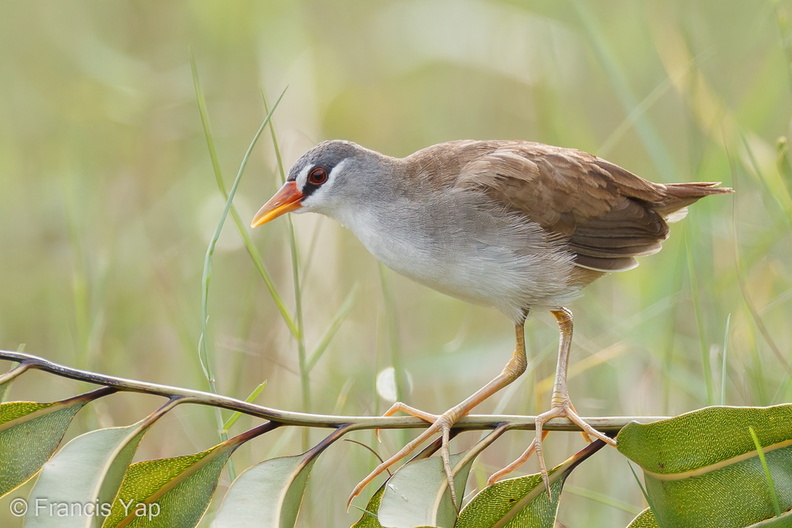 White-browed_Crake-110605-103EOS1D-FYAP3636-W.jpg