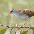 White-browed_Crake-110605-103EOS1D-FYAP3636-W.jpg