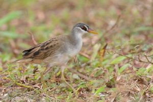 White-browed Crake-201224-127MSDCF-FYP09451-W.jpg