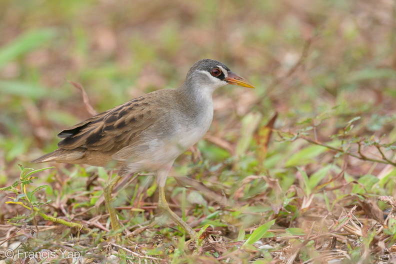 White-browed_Crake-201224-127MSDCF-FYP09451-W.jpg