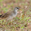 White-browed_Crake-201224-127MSDCF-FYP09451-W.jpg