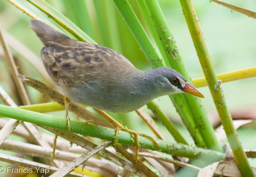 White-browed Crake