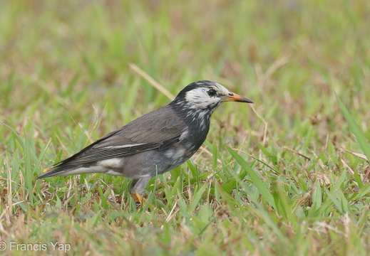 White-cheeked Starling