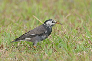 White-cheeked Starling-200116-110MSDCF-FYP02280-W.jpg