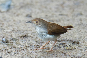 White-chested Babbler-260503-187FRYAP-FYA00663-W.jpg