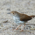 White-chested_Babbler-260503-187FRYAP-FYA00663-W.jpg