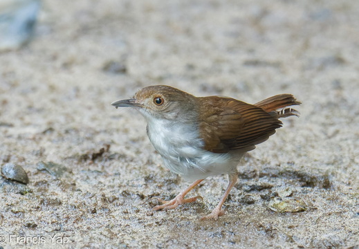 White-chested Babbler