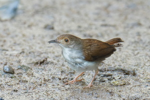 White-chested Babbler-260503-187FRYAP-FYA00735-W.jpg