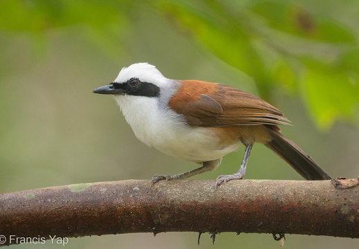 White-crested Laughingthrush