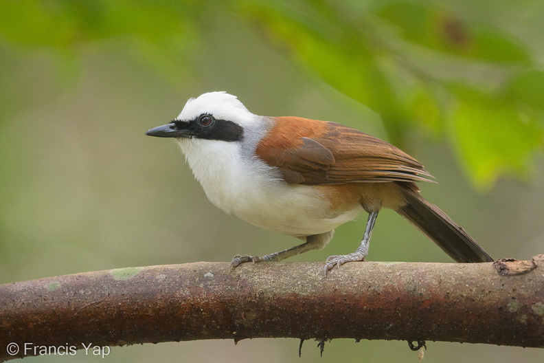 White-crested_Laughingthrush-180721-110ND500-FYP_3070-W.jpg