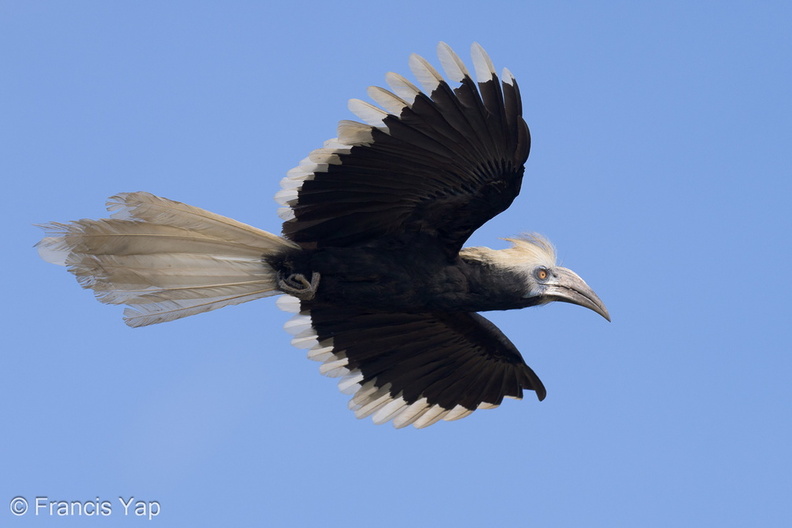 White-crowned_Hornbill-230510-205MSDCF-FYP02560-W.jpg