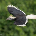 White-crowned_Hornbill-230510-205MSDCF-FYP02941-W.jpg