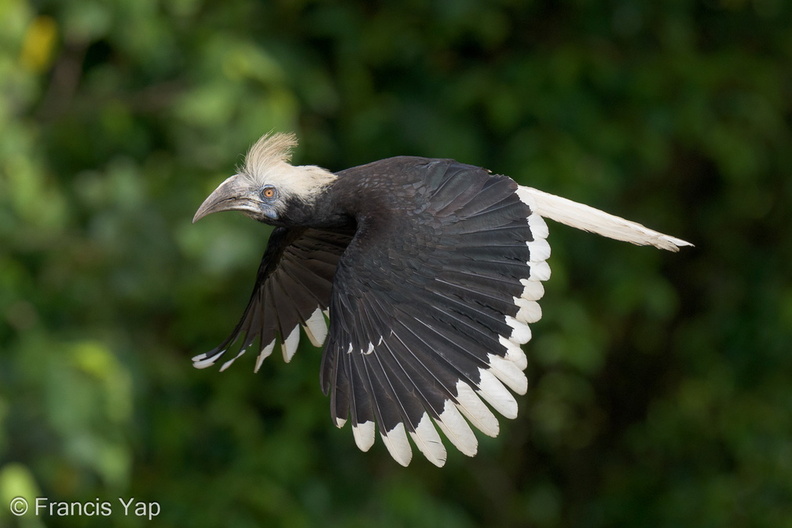 White-crowned_Hornbill-230510-205MSDCF-FYP02967-W.jpg