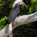 White-crowned_Hornbill-230611-206MSDCF-FYP04689-W.jpg