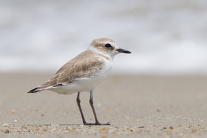 White-faced Plover-111110-109EOS7D-IMG_2514-W.jpg