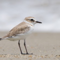 White-faced_Plover-111110-109EOS7D-IMG_2514-W.jpg