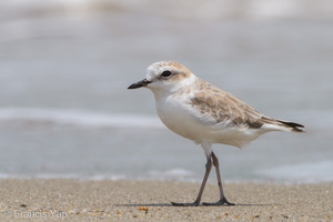 White-faced Plover-111110-109EOS7D-IMG_2663-W.jpg