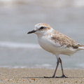 White-faced_Plover-111110-109EOS7D-IMG_2663-W.jpg