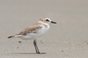 White-faced Plover-111110-109EOS7D-IMG_2720-W.jpg