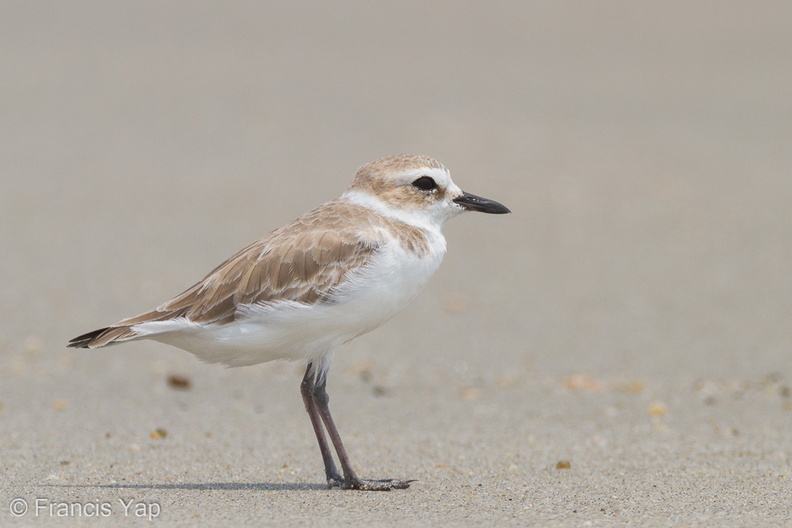 White-faced_Plover-111110-109EOS7D-IMG_2720-W.jpg