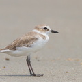 White-faced_Plover-111110-109EOS7D-IMG_2720-W.jpg