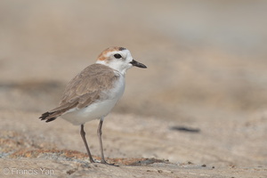 White-faced Plover-151029-101EOS5D-FY5S4295-W.jpg