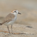 White-faced_Plover-151029-101EOS5D-FY5S4295-W.jpg