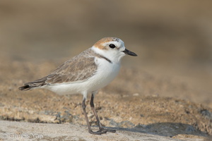 White-faced Plover-160926-104EOS7D-FY7D5406-W.jpg