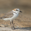 White-faced_Plover-160926-104EOS7D-FY7D5406-W.jpg