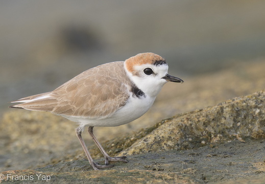 White-faced Plover