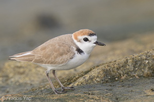 White-faced Plover-220209-140MSDCF-FRY02562-W.jpg