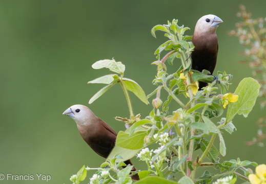 White-headed Munia