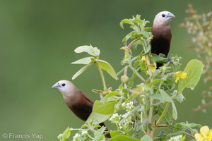 White-headed Munia-110116-105EOS7D-IMG_7389-W.jpg